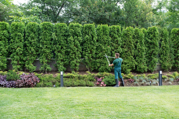 Lawn Grading and Leveling in Pinehurst, MA